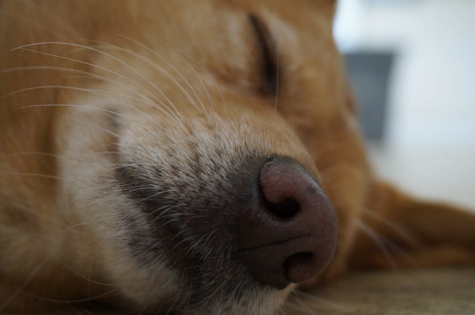 Close-up of a relaxed medium-sized dog resting its chin on a pale surface, soft even studio light, shallow depth of field, c…